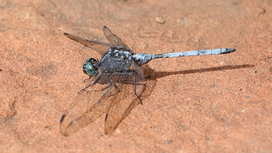 Orthetrum julia (Julia Skimmer) male 2.JPG